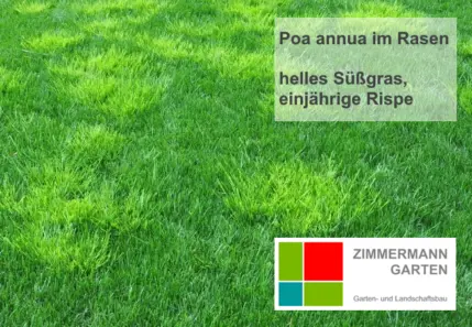 zimmermann-garten-rasen-poa-annua-hinweis